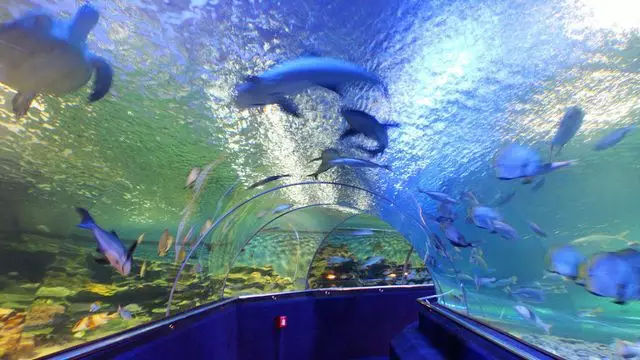 越南芽庄旅行感悟,越南芽庄旅行的感觉