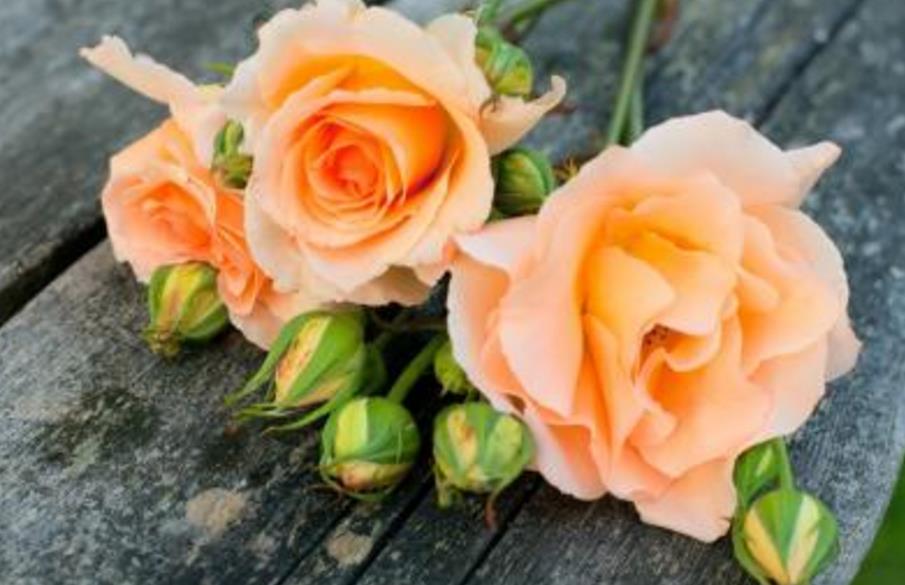 日子的滋味美文,小日子过得不错的美文