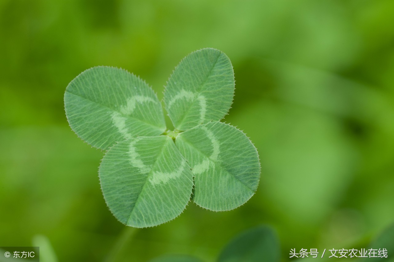 辣椒除草剂药害补救方法,苹果除草剂药害怎么补救
