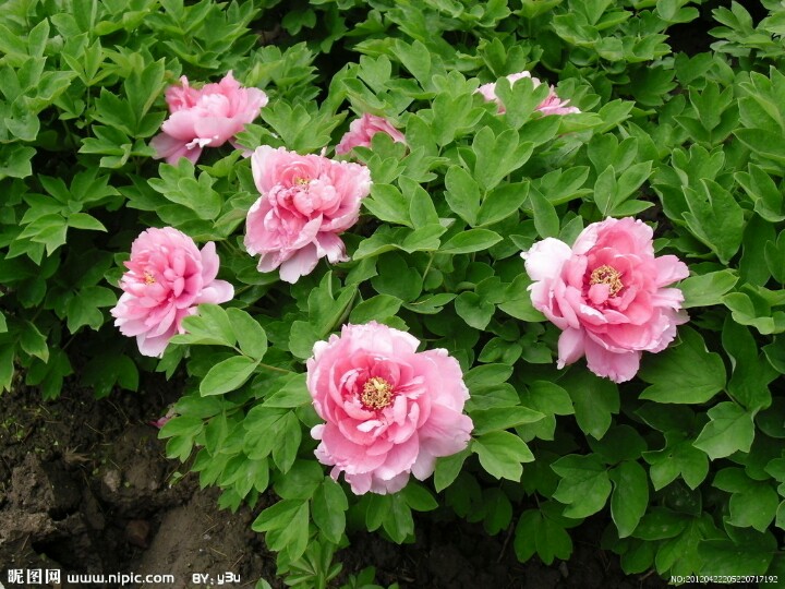 今天29，打开就能幸福久久！幸福相册！请收下给你的祝福哦