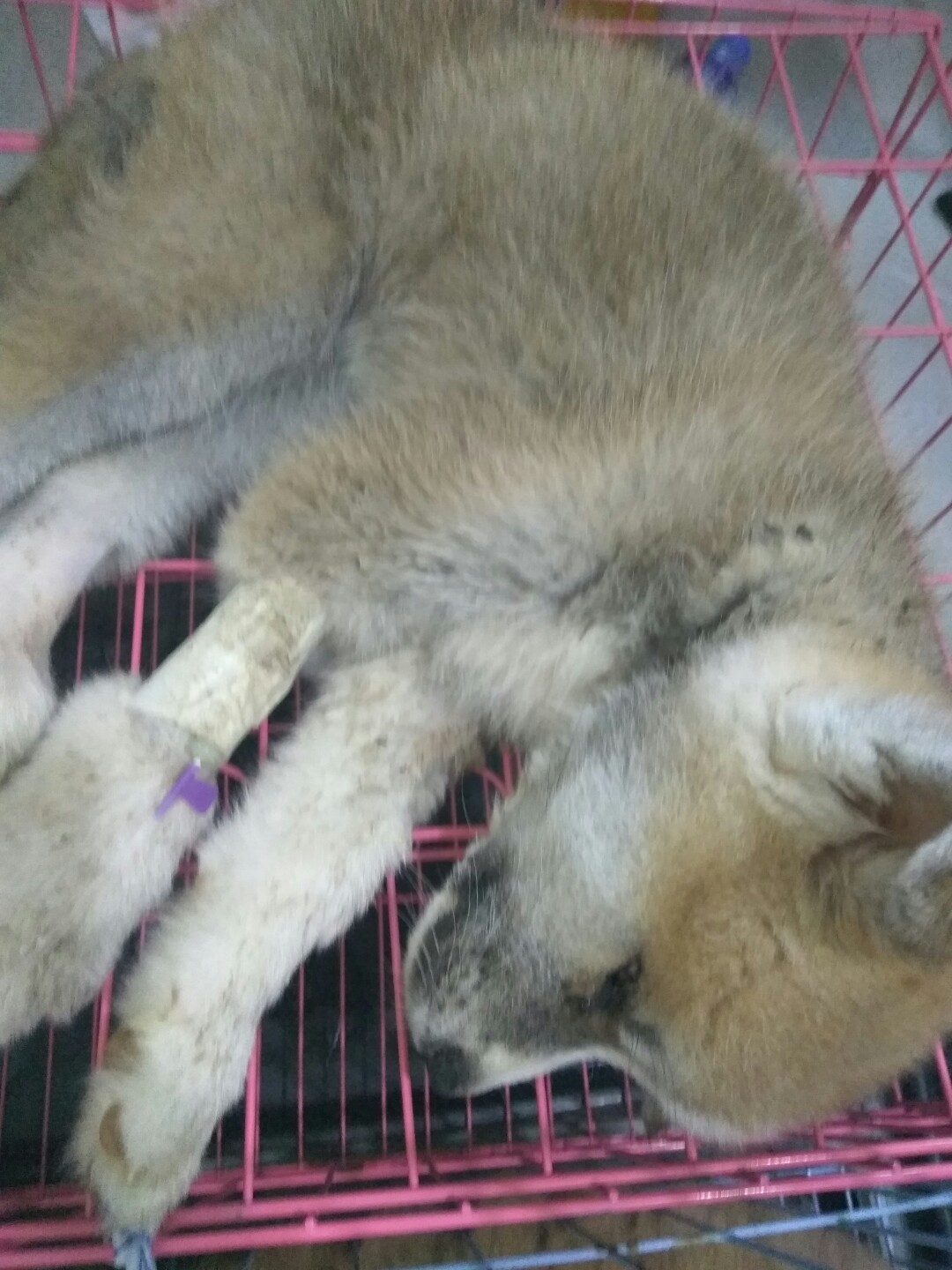 犬细小病毒治疗简单方法,犬细小病毒治疗后期康复