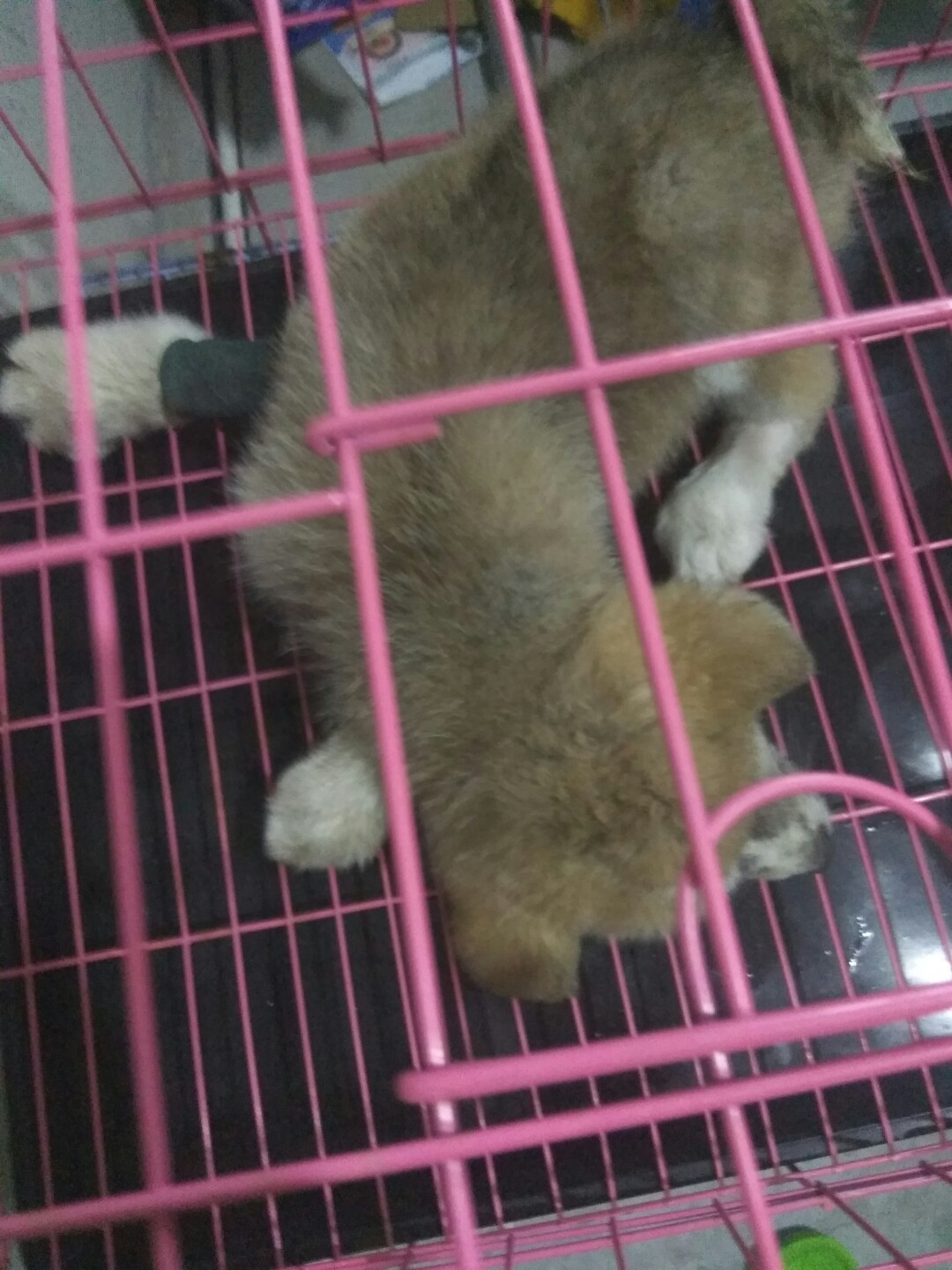 犬细小病毒治疗简单方法,犬细小病毒治疗后期康复