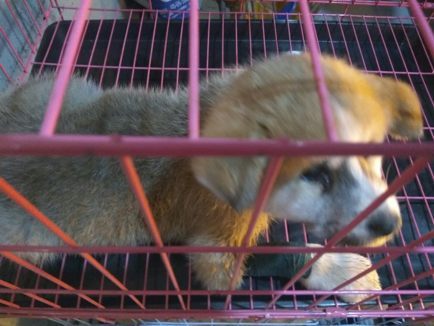 犬细小病毒治疗简单方法,犬细小病毒治疗后期康复