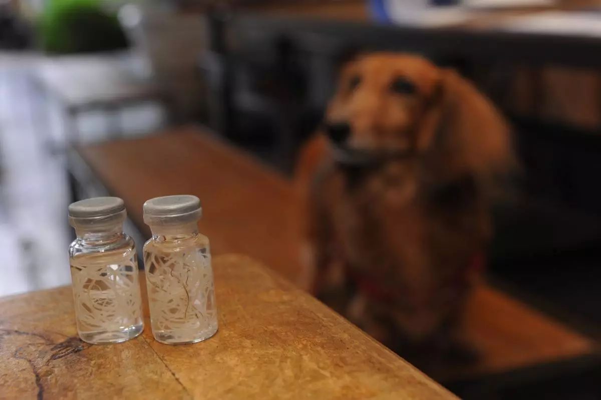 犬猫寄生虫科普,犬猫寄生虫如何预防