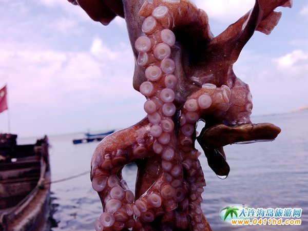 赶海捉海螺贝壳,唐山赶海抓短蛸的地方