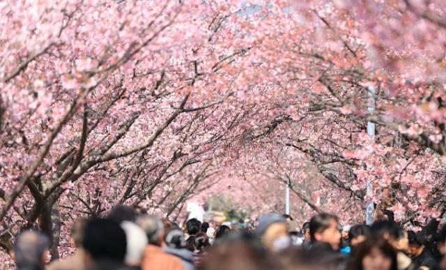 不用去日本不用去武汉就能看樱花,不用去日本就能看到日本风景