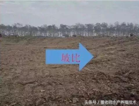 淡水小龙虾池塘如何建设,精养小龙虾早期池塘维护