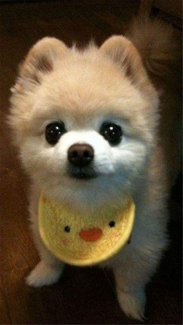 幼犬得了细小之后成活率有多高,三个月金毛得了细小死亡率高不高