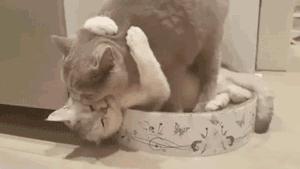 治好了我多年萝莉控技巧高超的内涵动态图