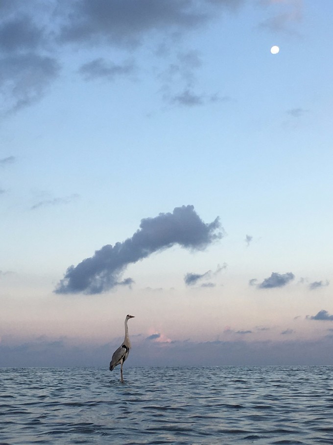 马尔代夫a级浮潜岛有哪些,马尔代夫卡娜丽芙岛浮潜