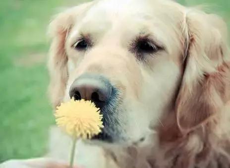 训练狗狗不叫,怎样训练狗狗上厕所叫两声