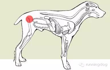 狗狗走路扭屁股是不是髋关节问题,狗狗走路摇晃是什么病