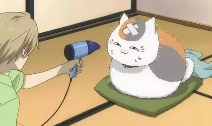 感觉自己养了一只猫是假猫 (你会觉得自己养了一只假猫吗)