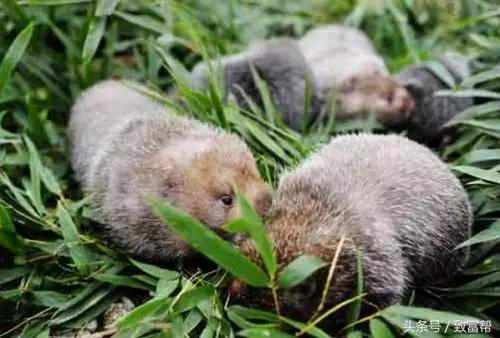 老鼠怎么养殖成功率高,养殖老鼠有前途吗