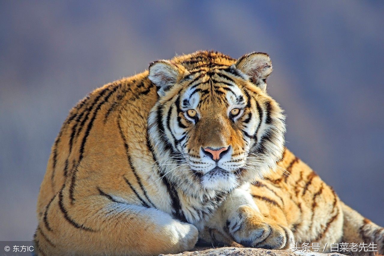 十二生肖之猴与鸡相配吗,十二生肖相配的姻缘表图