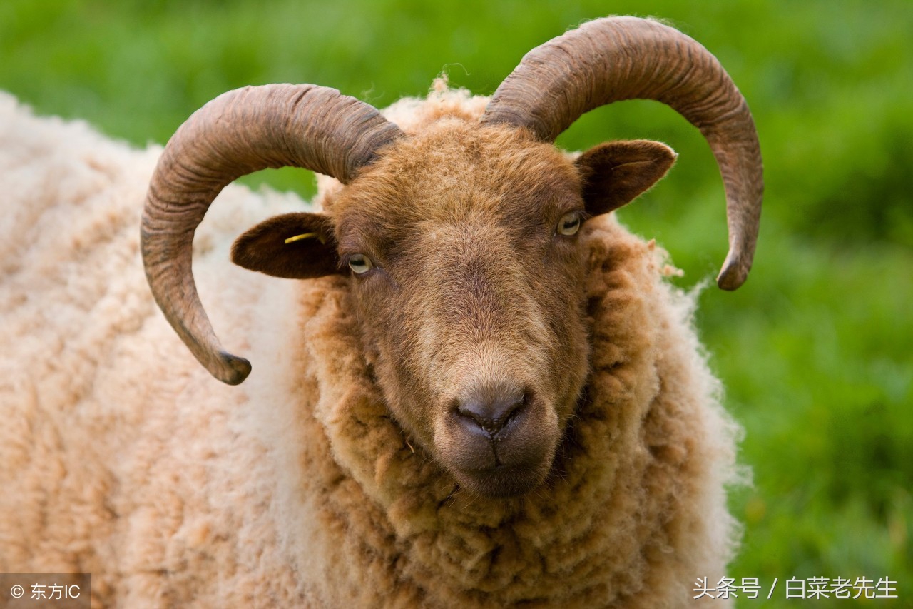 十二生肖之猴与鸡相配吗,十二生肖相配的姻缘表图