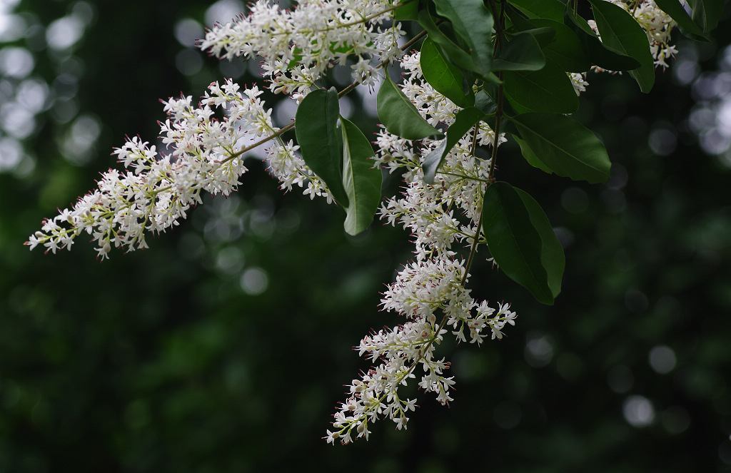 云南开满山茶花的地方是哪里,云南开满山茶花的老房子