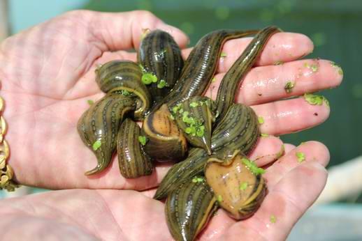 小时候田里的蚂蟥简直是噩梦,小时候最怕的蚂蝗