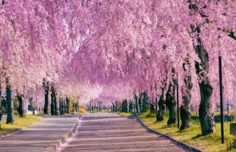 最美樱花季，国内外赏樱攻略在此！好看，好吃，好买！