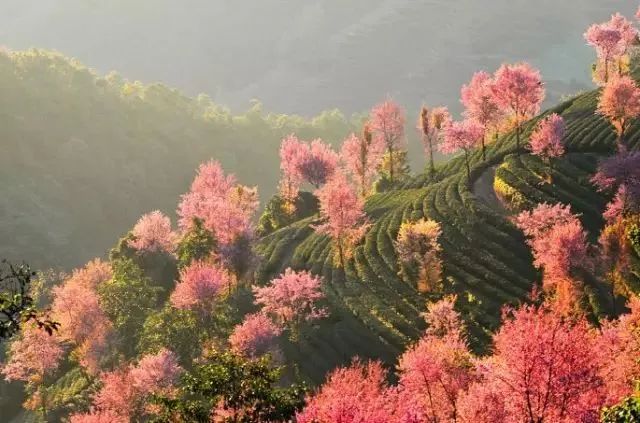 最美樱花季在哪里,南京赏樱大全带你去看最美樱花