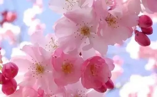 最美樱花季在哪里,南京赏樱大全带你去看最美樱花