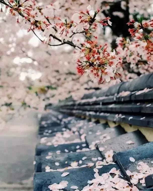 最美樱花季在哪里,南京赏樱大全带你去看最美樱花