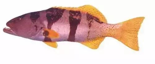 常见的大型海鲜鱼类有哪些,名贵海鲜鱼类大全