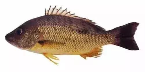 常见的大型海鲜鱼类有哪些,名贵海鲜鱼类大全