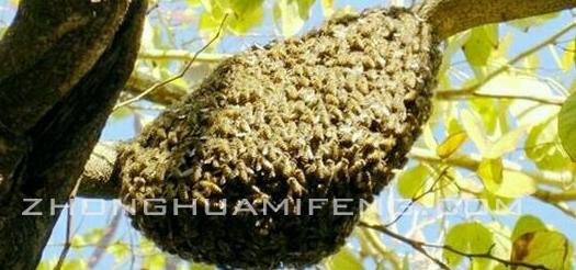 中华蜜蜂最怕什么会逃跑,中华蜜蜂飞逃的原因及预防措施