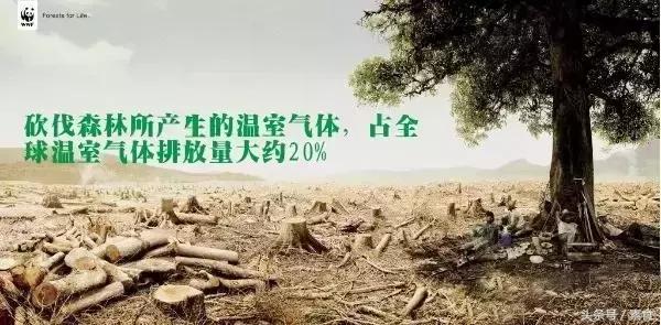 植树节了解树木种类,植树节吃什么蔬菜水果