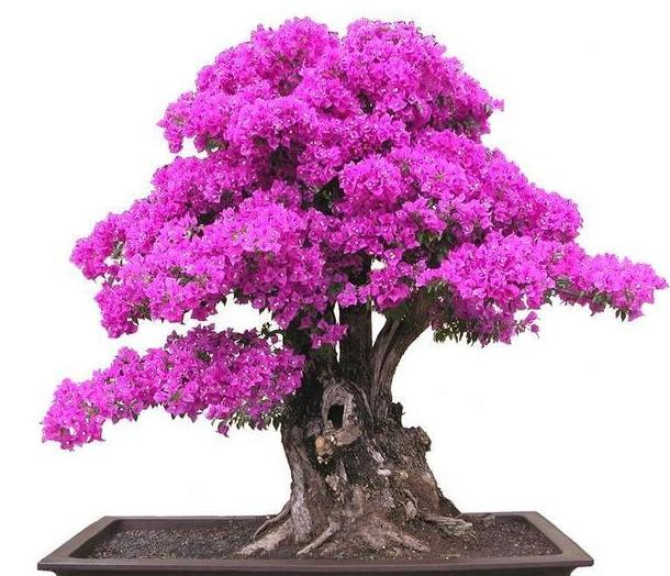 三角梅上出现蚜虫怎么办,三角梅的蚜虫怎么防治效果好呢