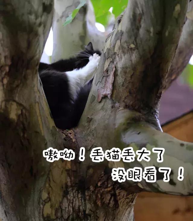 鐚眴妗堜欢,鐚眴鐩存挱琚墦浜嬩欢鍚庣画