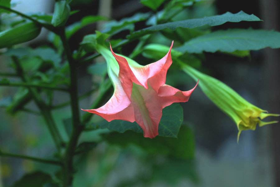 麻沸散的传说故事,麻沸散民间故事