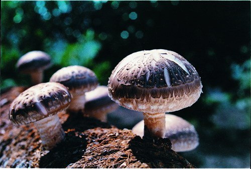 这些维生素丰富的食物多吃真的可以有效保护我们的眼睛