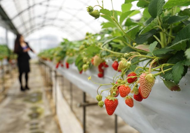 陈冠希吃的苹果,陈冠希吃的白草莓什么品种