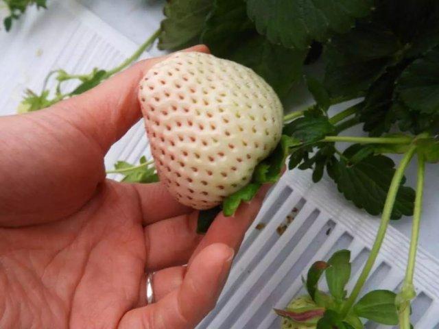 陈冠希吃的苹果,陈冠希吃的白草莓什么品种