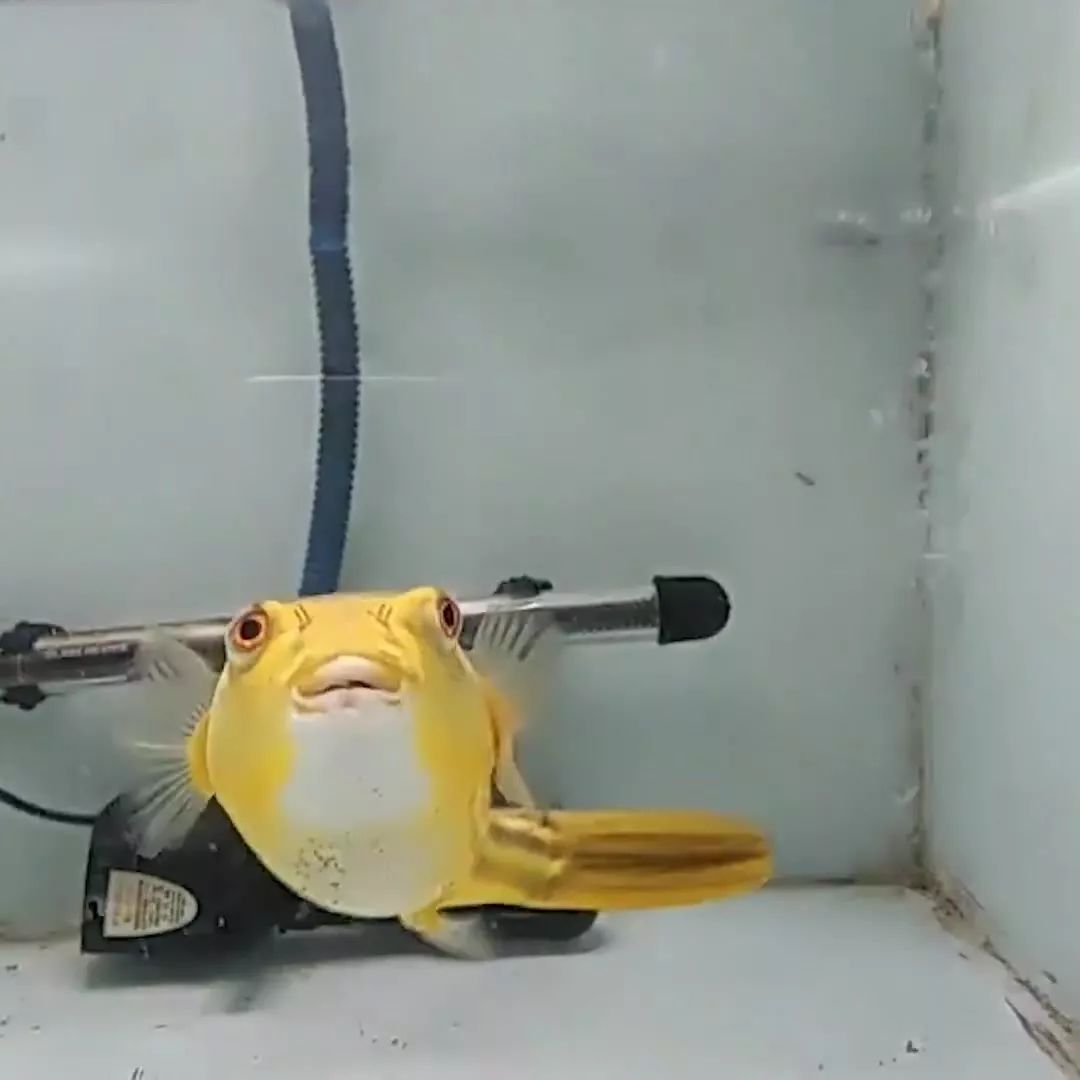 牙好胃口好的鱼，蜈蚣蝎子当零食，啃水蛇像吃面条