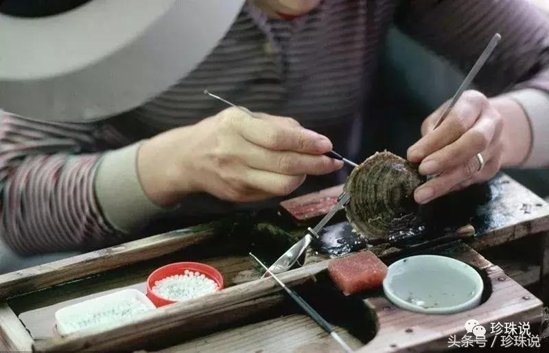 珍珠养殖全过程,养殖珍珠蚌技术