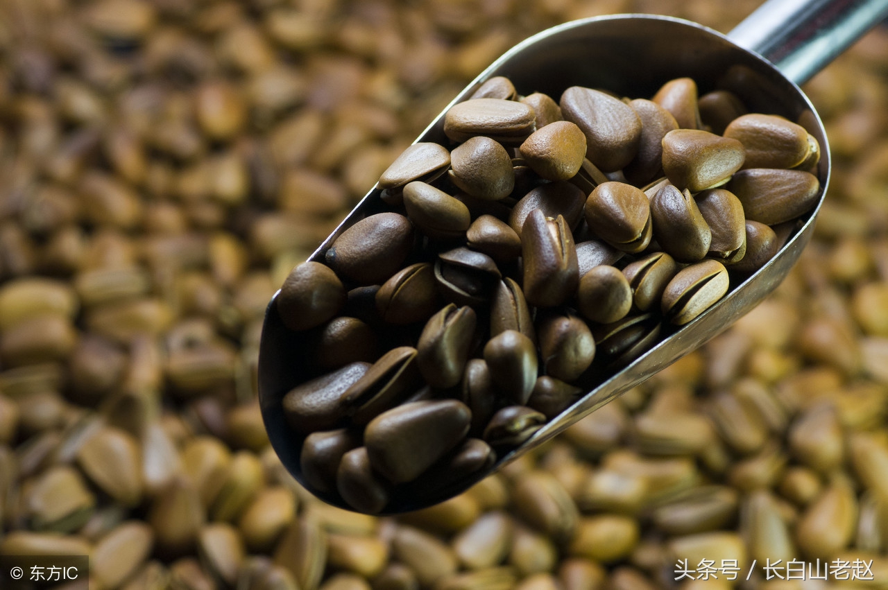 东北长白山野生红松子,东北长白山森林榛子