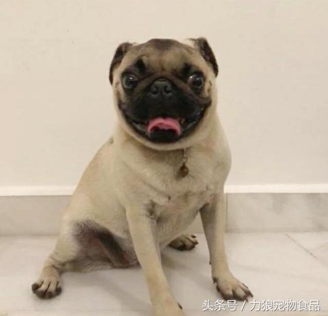 走丢的狗狗会怎么度过的,当狗狗走丢了是什么心理