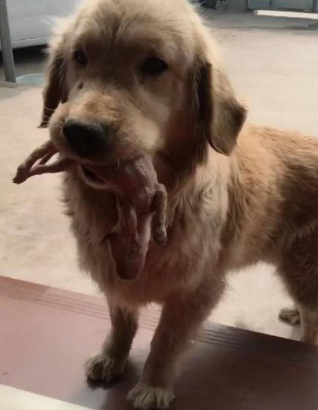 刚出生狗妈妈死掉了怎么办,刚出生几天的小狗狗哭了