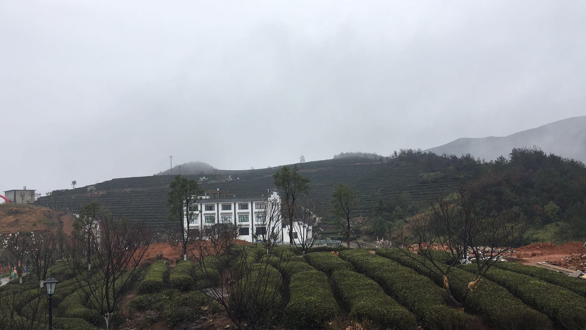 福建福鼎最美茶园,福鼎有什么美景