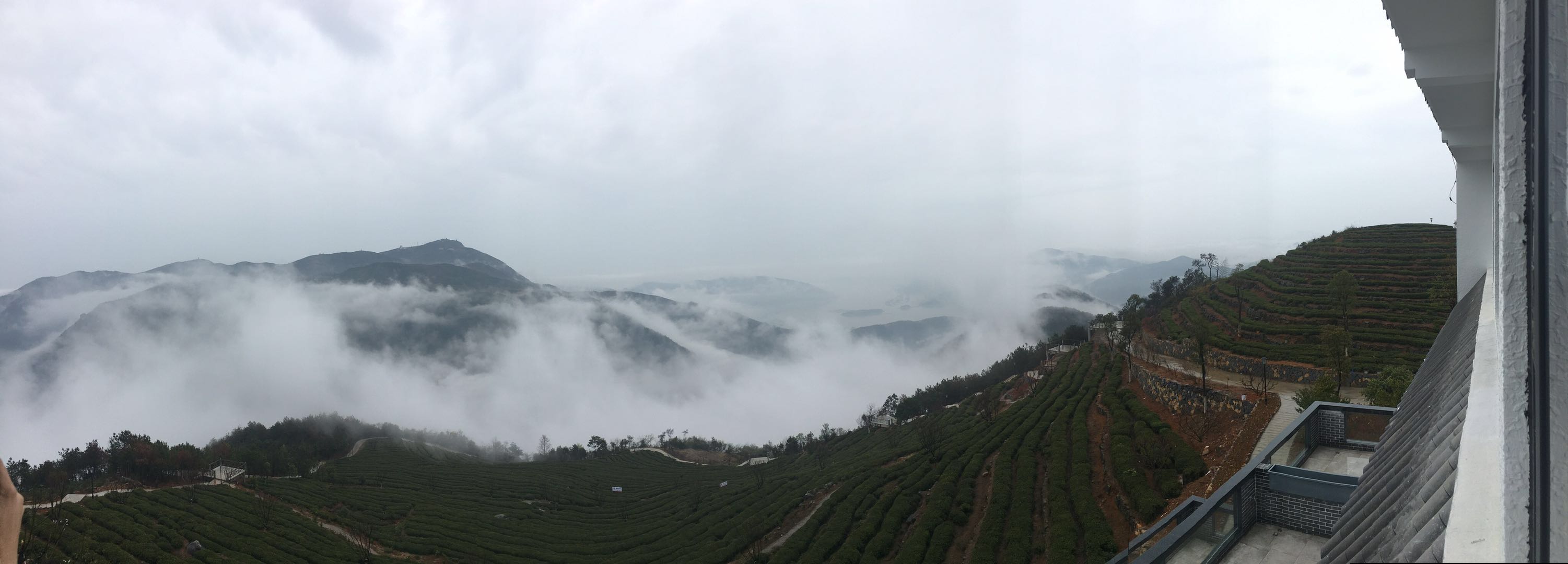 福建福鼎最美茶园,福鼎有什么美景