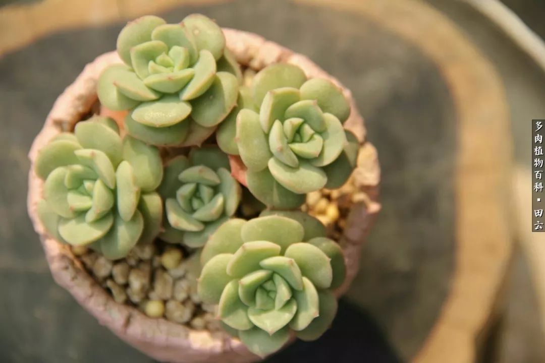 养多肉的精致生活,养多肉的乐趣在于没事瞎折腾