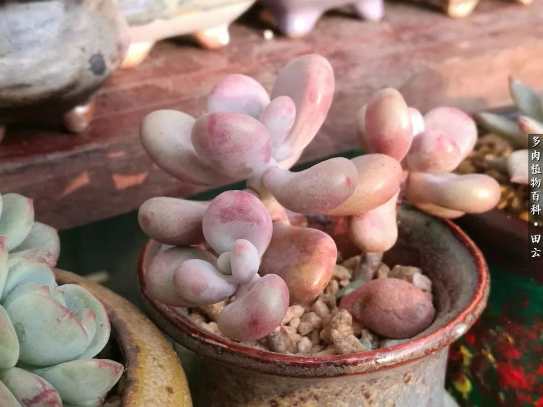 养多肉的精致生活,养多肉的乐趣在于没事瞎折腾
