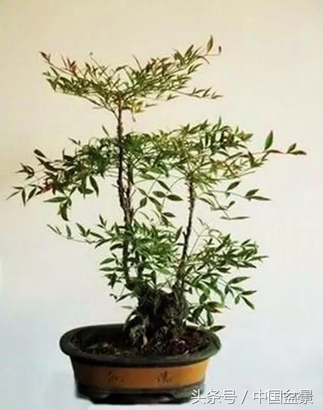 南天竹盆景鉴赏,南天竹盆景能放室内吗
