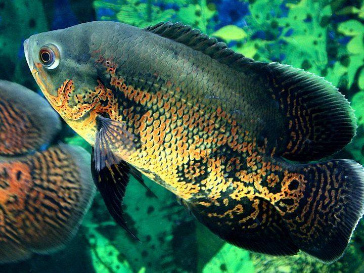 地图鱼掉尾巴了怎么办,地图鱼掉鳞是什么原因