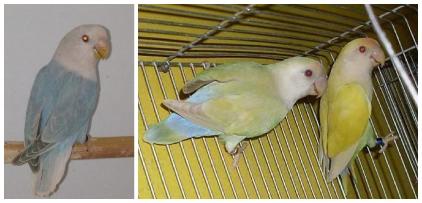 面类牡丹鹦鹉配对基因对照表,牡丹鹦鹉面类详细分类