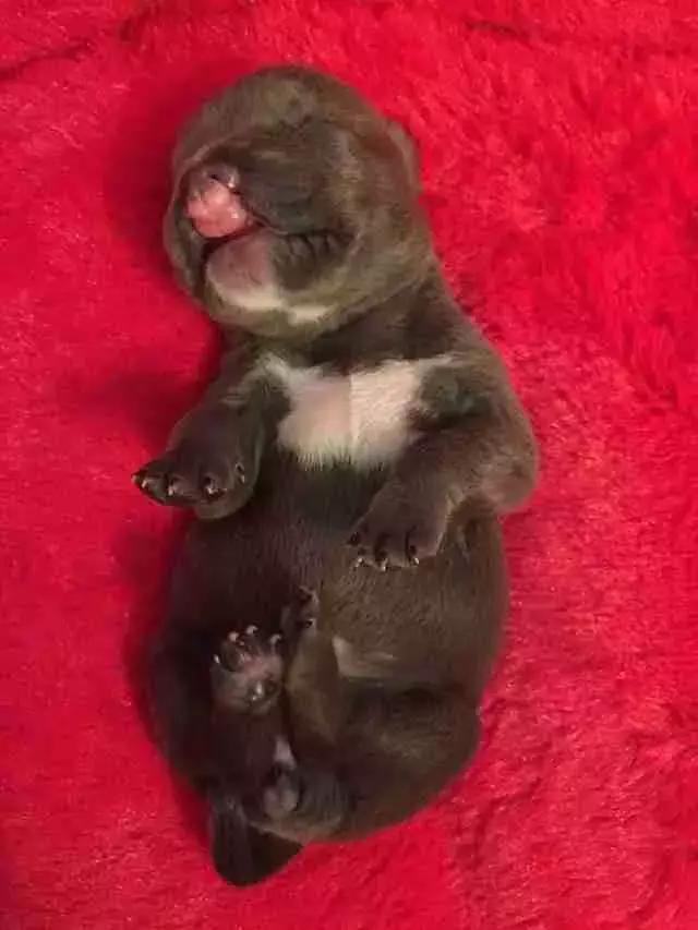 小奶狗遭主人遗弃,小奶狗刚出生就被抛弃了