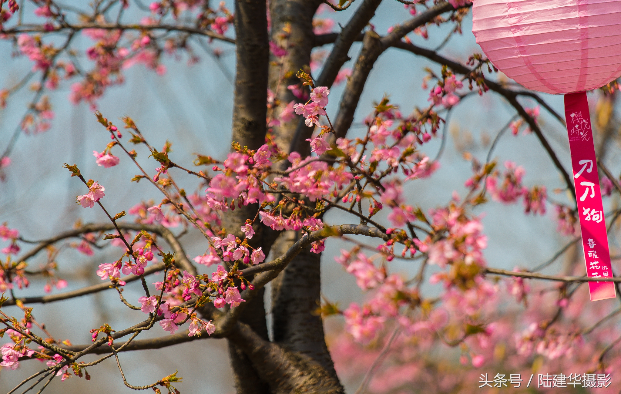 太湖鼋头渚樱花谷,鼋渚樱花是春天最浪漫的邂逅